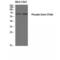 Ezrin antibody, LS-C380697, Lifespan Biosciences, Western Blot image 