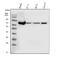 Acyl-CoA Synthetase Long Chain Family Member 4 antibody, M04372, Boster Biological Technology, Western Blot image 