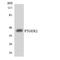 Prostaglandin E Receptor 2 antibody, LS-C200543, Lifespan Biosciences, Western Blot image 