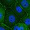 Scribble Planar Cell Polarity Protein antibody, HPA064312, Atlas Antibodies, Immunocytochemistry image 