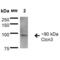 Chloride Voltage-Gated Channel 3 antibody, 11566, QED Bioscience, Western Blot image 