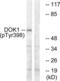 Docking Protein 1 antibody, LS-C117333, Lifespan Biosciences, Western Blot image 