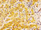 Ectodysplasin A Receptor antibody, CSB-PA892357LA01HU, Cusabio, Immunohistochemistry frozen image 