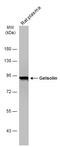 Gelsolin antibody, GTX114079, GeneTex, Western Blot image 