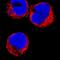 IFI30 Lysosomal Thiol Reductase antibody, MAB7715, R&D Systems, Immunohistochemistry paraffin image 