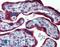 Endoplasmic Reticulum Protein 44 antibody, LS-A8261, Lifespan Biosciences, Immunohistochemistry paraffin image 