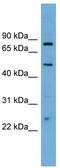 Transcription factor EB antibody, TA344452, Origene, Western Blot image 