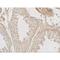 GLIPR1 Like 2 antibody, LS-C201175, Lifespan Biosciences, Immunohistochemistry paraffin image 