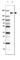 EH Domain Binding Protein 1 antibody, HPA035468, Atlas Antibodies, Western Blot image 