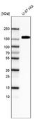 Integrin Subunit Alpha 5 antibody, NBP2-76518, Novus Biologicals, Western Blot image 