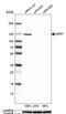 Serrate, RNA Effector Molecule antibody, PA5-60148, Invitrogen Antibodies, Western Blot image 