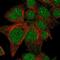 Golgi Associated Kinase 1B antibody, NBP1-86783, Novus Biologicals, Immunofluorescence image 