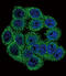 Inhibin Subunit Alpha antibody, LS-C165240, Lifespan Biosciences, Immunofluorescence image 