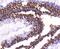 Histone Cluster 4 H4 antibody, NBP2-67773, Novus Biologicals, Immunohistochemistry paraffin image 