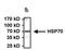 Heat Shock Protein Family A (Hsp70) Member 1 Like antibody, MA3-006, Invitrogen Antibodies, Immunoprecipitation image 