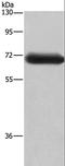 Dihydropyrimidinase Like 3 antibody, LS-C401613, Lifespan Biosciences, Western Blot image 