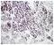 Chymotrypsin antibody, 136101, QED Bioscience, Immunohistochemistry frozen image 