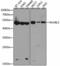 RuvB Like AAA ATPase 2 antibody, GTX64645, GeneTex, Western Blot image 