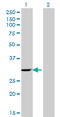 Eukaryotic Translation Initiation Factor 4H antibody, LS-C198439, Lifespan Biosciences, Western Blot image 