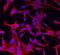 Wnt Family Member 11 antibody, AF2647, R&D Systems, Immunofluorescence image 
