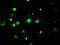 Lysine Demethylase 4C antibody, LS-C784373, Lifespan Biosciences, Immunofluorescence image 