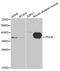 DNA Polymerase Beta antibody, LS-C331633, Lifespan Biosciences, Western Blot image 