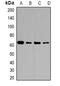 CD36 Molecule antibody, abx225091, Abbexa, Western Blot image 