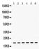 Protein tyrosine phosphatase type IVA 2 antibody, PB9740, Boster Biological Technology, Western Blot image 