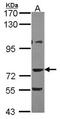 A-Kinase Anchoring Protein 10 antibody, orb73895, Biorbyt, Western Blot image 