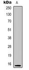 Pleckstrin Homology Like Domain Family A Member 3 antibody, LS-C368870, Lifespan Biosciences, Western Blot image 