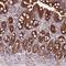 CDGSH Iron Sulfur Domain 3 antibody, HPA054400, Atlas Antibodies, Immunohistochemistry frozen image 