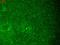 Hyperpolarization Activated Cyclic Nucleotide Gated Potassium Channel 1 antibody, LS-C227595, Lifespan Biosciences, Immunofluorescence image 