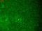 Hyperpolarization-activated cation channel 2 antibody, LS-C227595, Lifespan Biosciences, Immunofluorescence image 