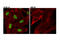 Nibrin antibody, 14956S, Cell Signaling Technology, Immunofluorescence image 