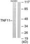 TNF Superfamily Member 11 antibody, TA312112, Origene, Western Blot image 