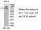 Two Pore Segment Channel 2 antibody, MBS416232, MyBioSource, Western Blot image 