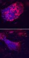 Left-Right Determination Factor 2 antibody, MAB7648, R&D Systems, Immunofluorescence image 