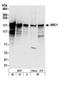 Nuclear Receptor Coactivator 1 antibody, A300-343A, Bethyl Labs, Western Blot image 