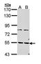Phosphodiesterase 1A antibody, orb73622, Biorbyt, Western Blot image 