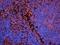 Integrin Subunit Alpha L antibody, orb385445, Biorbyt, Immunocytochemistry image 