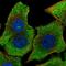 SHB antibody, HPA052108, Atlas Antibodies, Immunocytochemistry image 