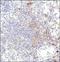 Major Histocompatibility Complex, Class II, DR Alpha antibody, NB100-77855, Novus Biologicals, Immunohistochemistry frozen image 