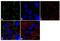 Gap Junction Protein Beta 3 antibody, 36-5100, Invitrogen Antibodies, Immunofluorescence image 