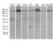 Structural Maintenance Of Chromosomes 1A antibody, LS-C795148, Lifespan Biosciences, Western Blot image 