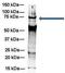 WW Domain Binding Protein 11 antibody, GTX46466, GeneTex, Immunoprecipitation image 