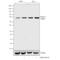 SMAD Family Member 4 antibody, 701682, Invitrogen Antibodies, Western Blot image 