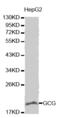 Glucagon antibody, MBS127070, MyBioSource, Western Blot image 