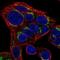Solute Carrier Family 35 Member D2 antibody, NBP2-38040, Novus Biologicals, Immunofluorescence image 