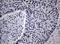 Nibrin antibody, LS-C175607, Lifespan Biosciences, Immunohistochemistry frozen image 