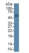 Transcobalamin 2 antibody, LS-C373504, Lifespan Biosciences, Western Blot image 